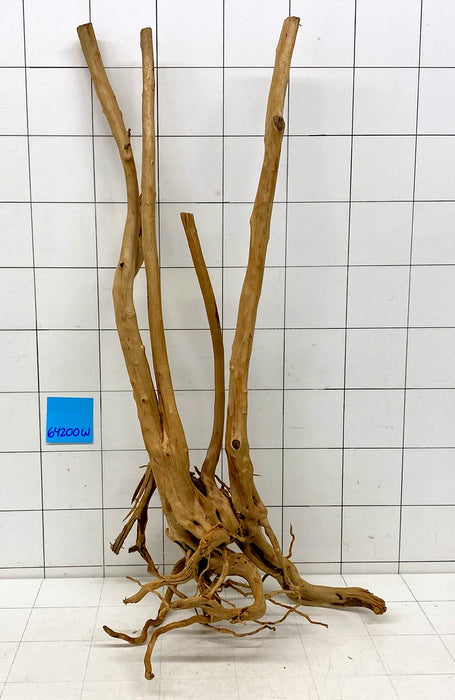 64200W Woodstump Wurzelholz