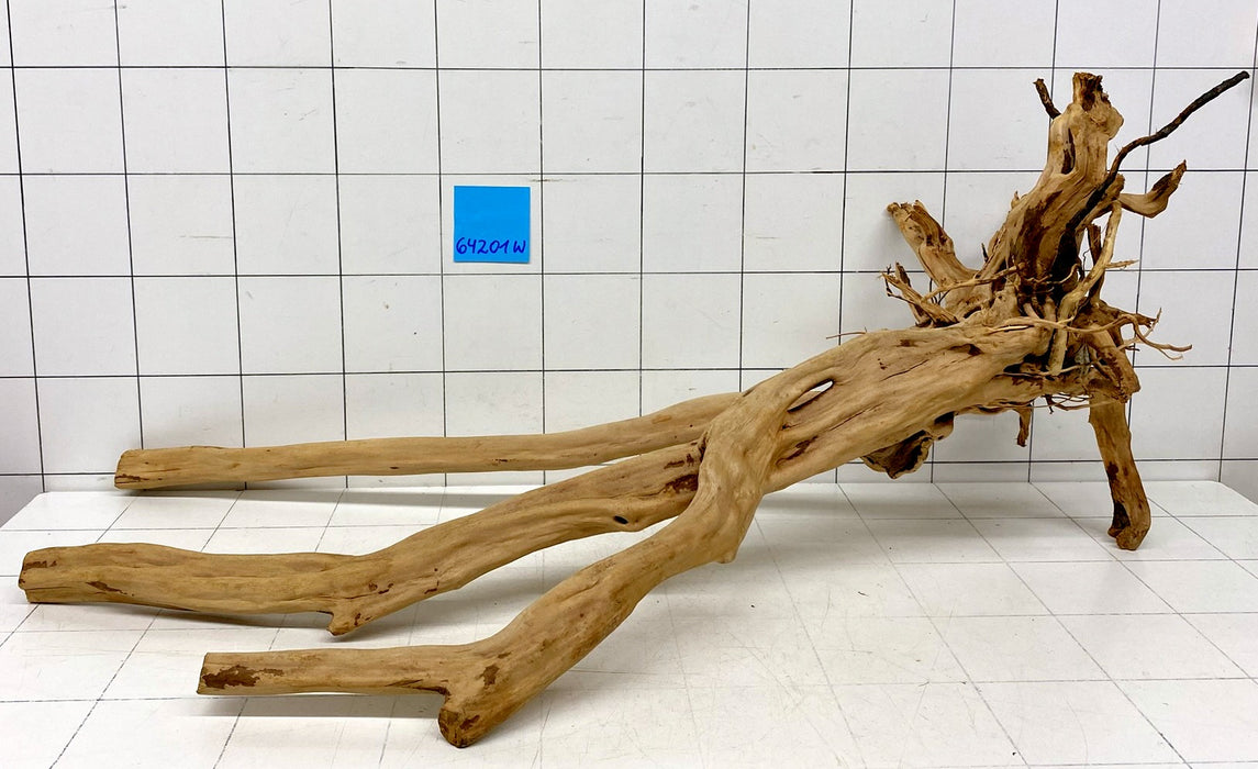 64201W Woodstump Wurzelholz