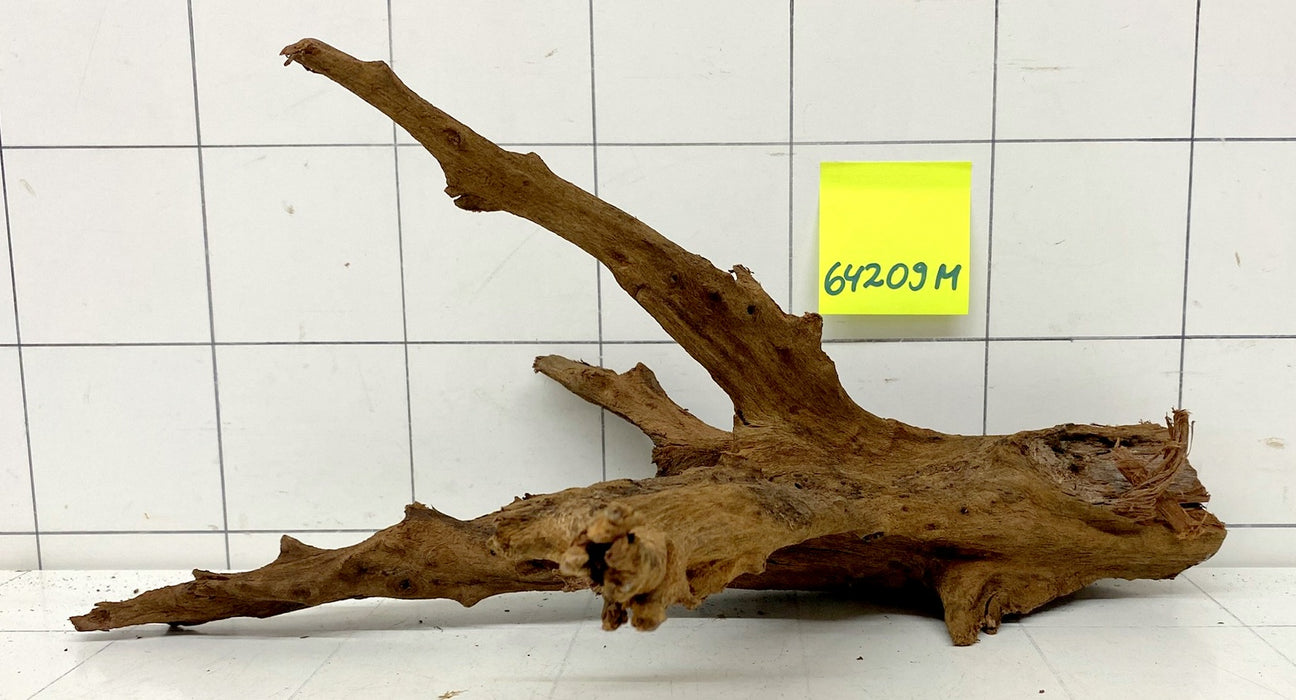 64209M - Mangrovenwurzel Holz