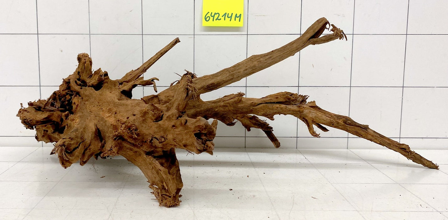 64214M - Mangrovenwurzel Holz