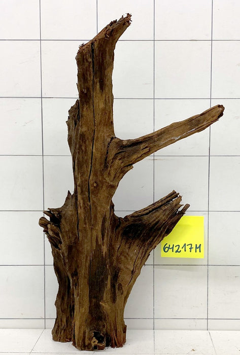 64217M - Mangrovenwurzel Holz