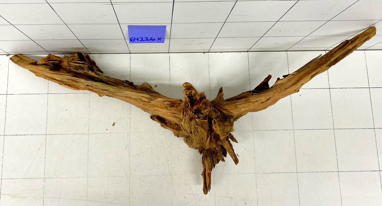 64226X - XINGU Wood Wurzelholz mit geschnittener Grundfläche