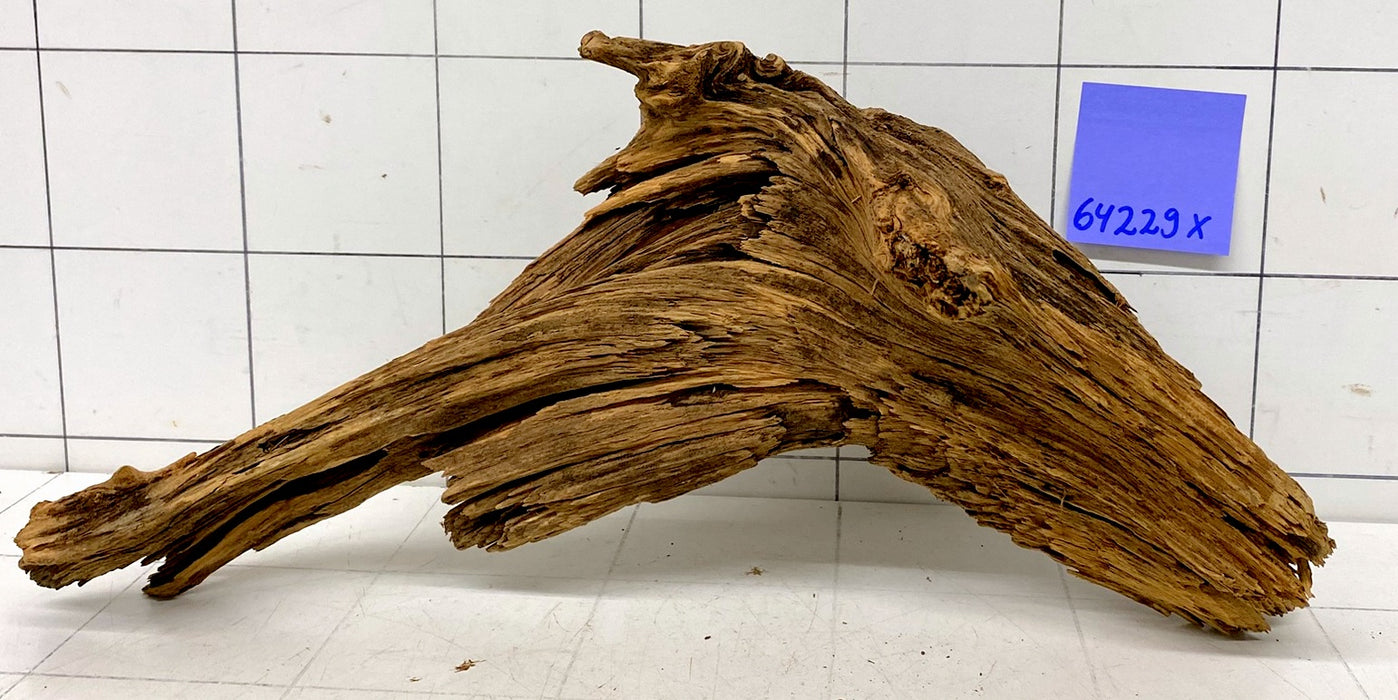 64229X - XINGU Wood Wurzelholz