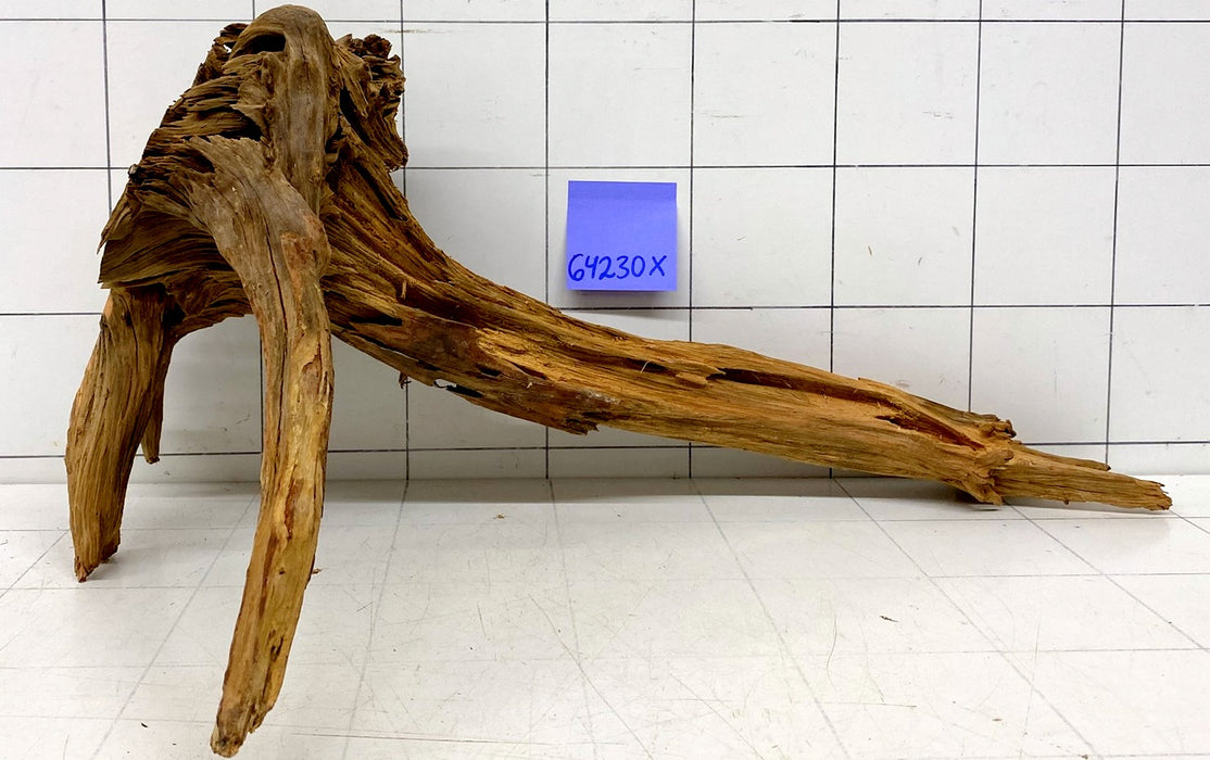 64230X - XINGU Wood Wurzelholz mit geschnittener Grundfläche