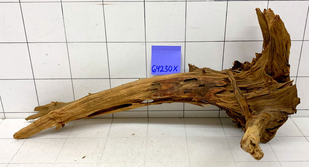 64230X - XINGU Wood Wurzelholz mit geschnittener Grundfläche