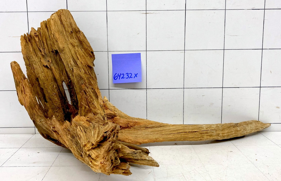 64232X - XINGU Wood Wurzelholz mit geschnittener Grundfläche