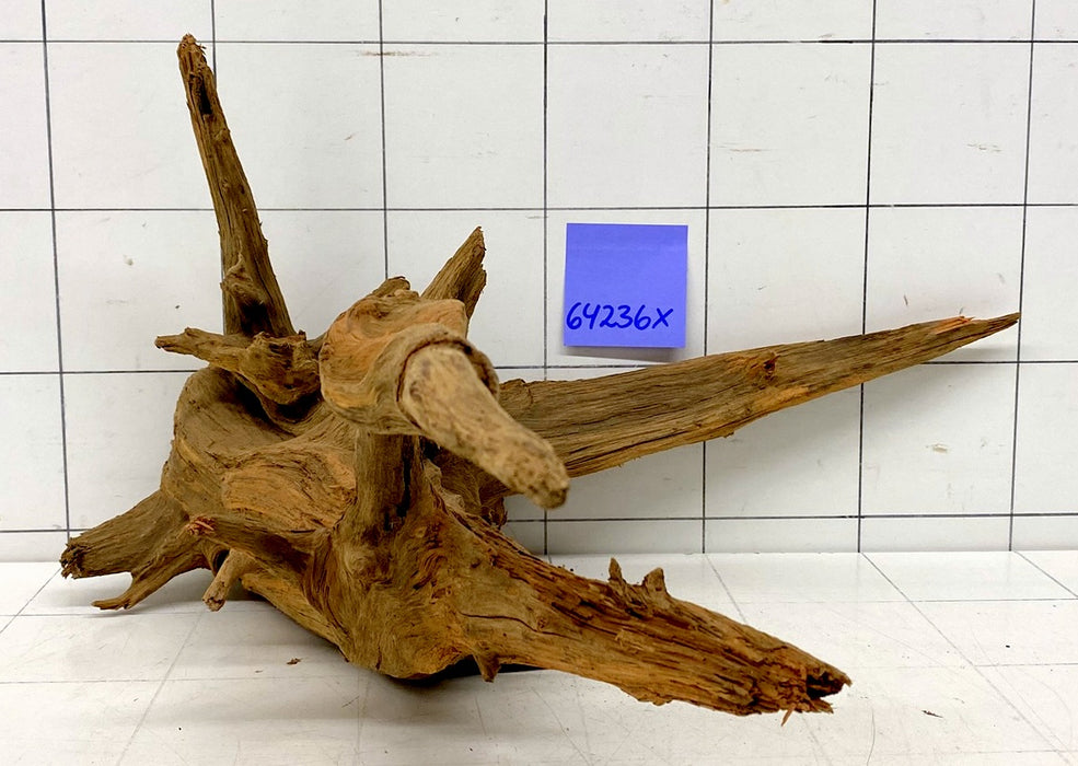 64236X - XINGU Wood Wurzelholz mit geschnittener Grundfläche