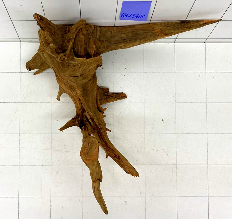 64236X - XINGU Wood Wurzelholz mit geschnittener Grundfläche