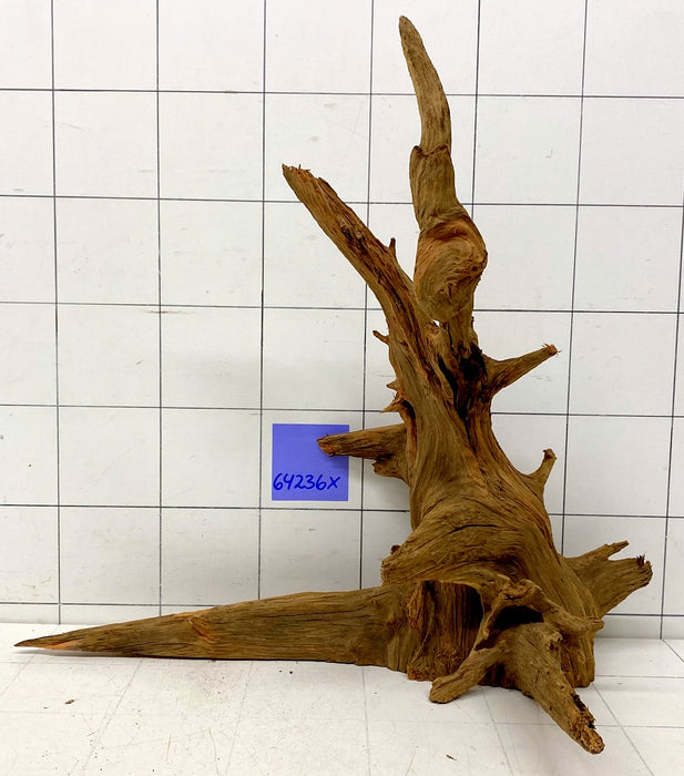 64236X - XINGU Wood Wurzelholz mit geschnittener Grundfläche