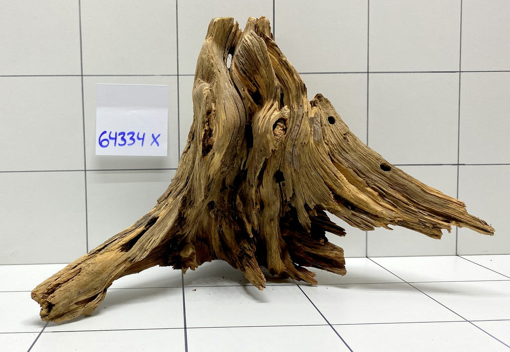 64334X -  XINGU Wood Wurzelholz mit geschnittener Grundfläche