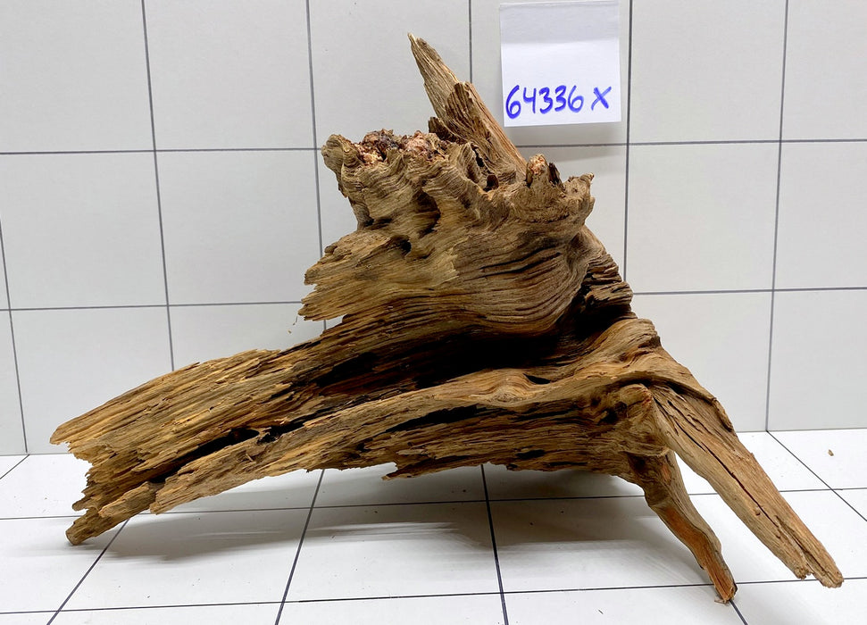 64336X -  XINGU Wood Wurzelholz mit geschnittener Grundfläche