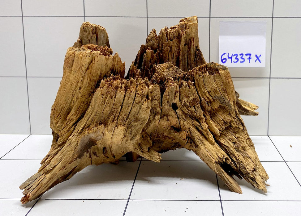 64337X -  XINGU Wood Wurzelholz mit geschnittener Grundfläche
