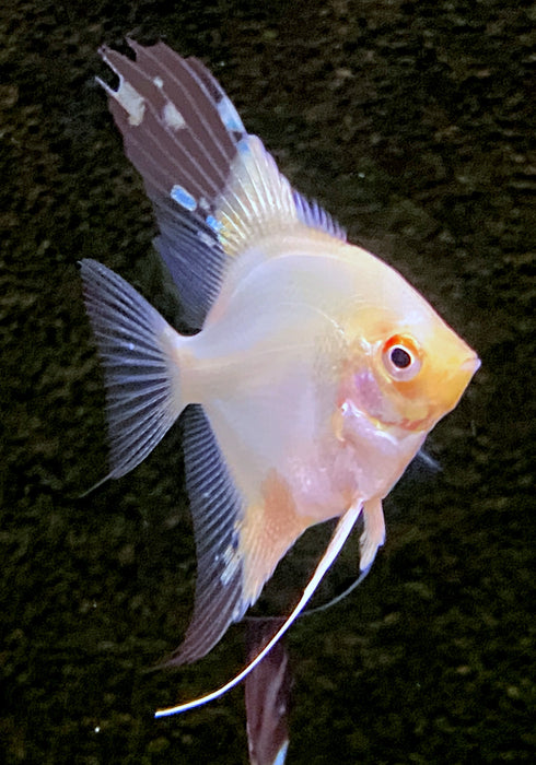 NEU - White Paraiba Skalar - Pterophyllum scalare