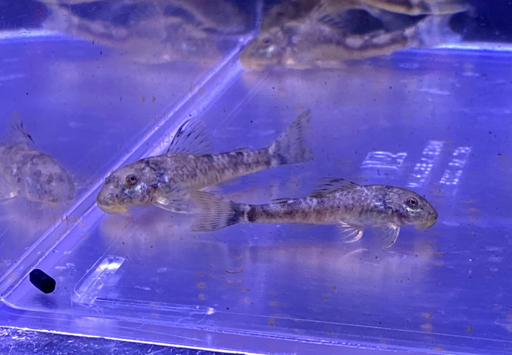 LDA25 Pitbull Pleco - Parotocinclus jumbo