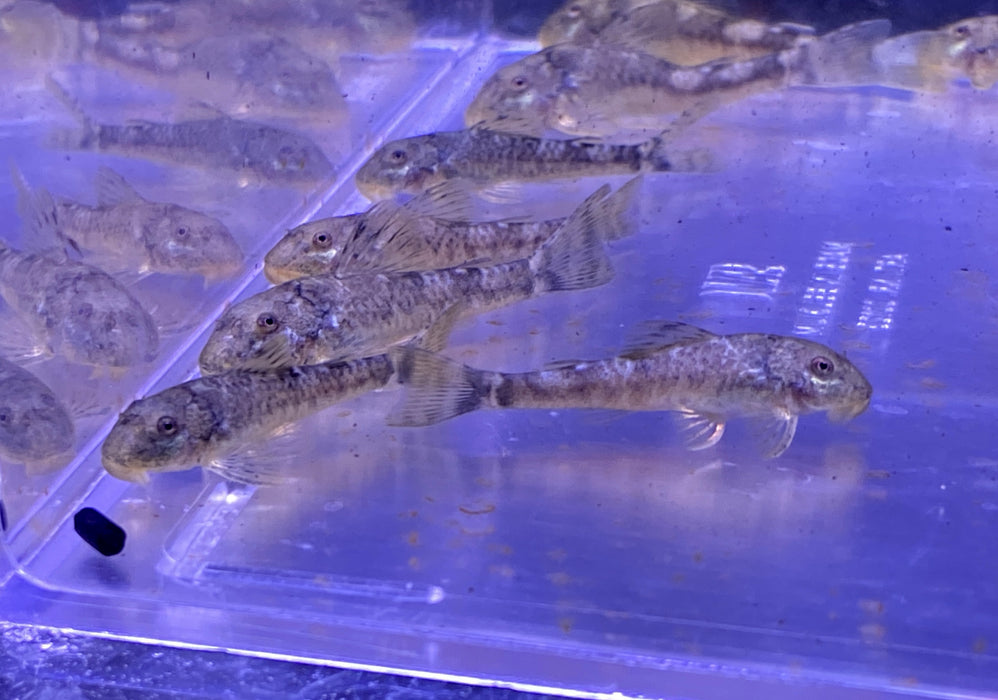 LDA25 Pitbull Pleco - Parotocinclus jumbo