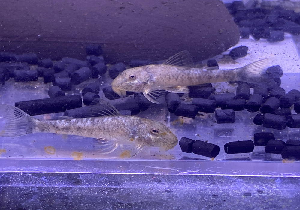 LDA25 Pitbull Pleco - Parotocinclus jumbo