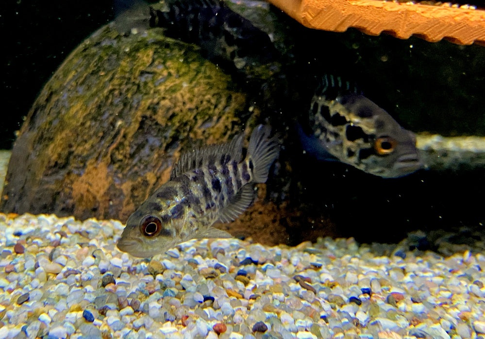 Jaguarcichlide - Parachromis managuensis