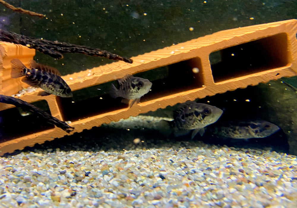 Jaguarcichlide - Parachromis managuensis