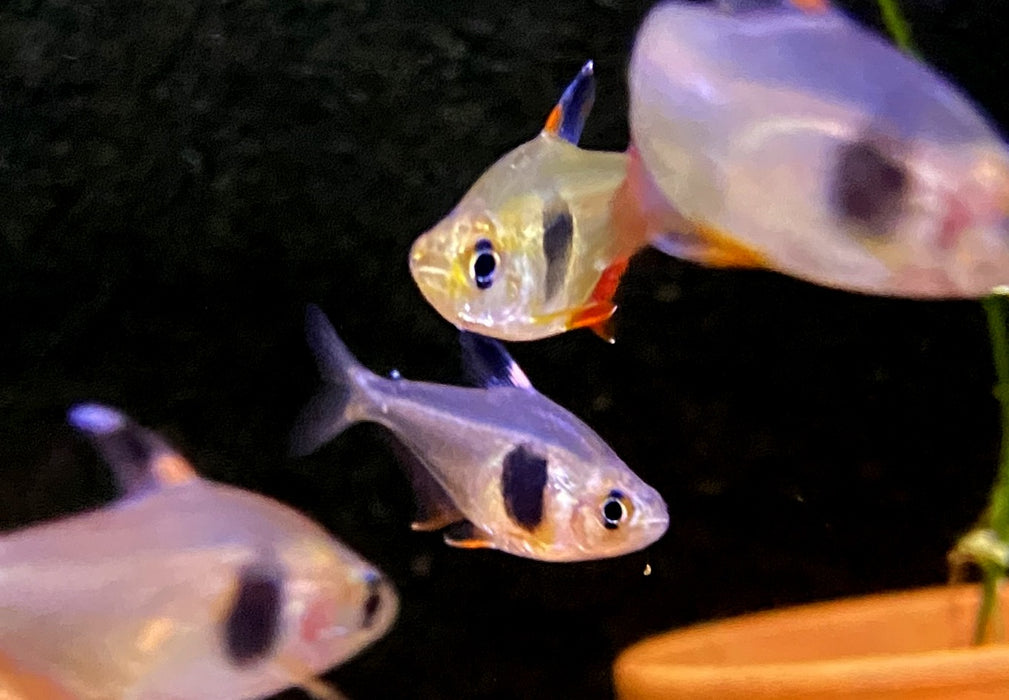 Kaffeebohnensalmler (WF) - Hyphessobrycon takasei