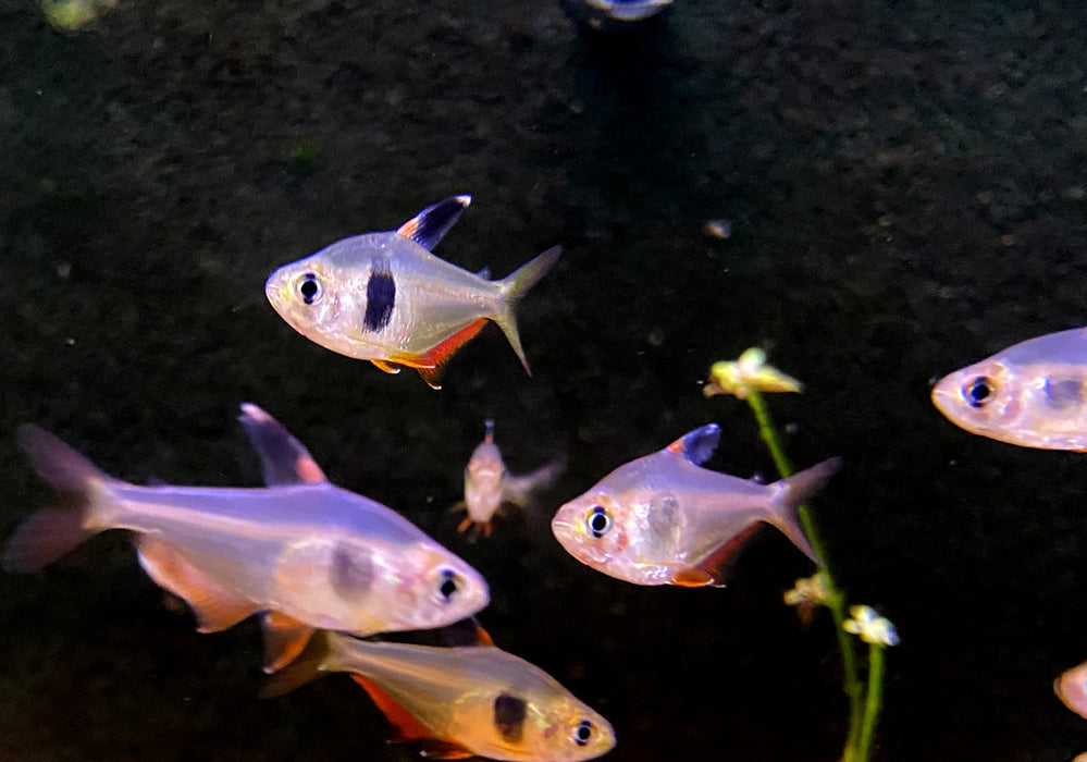 Kaffeebohnensalmler (WF) - Hyphessobrycon takasei
