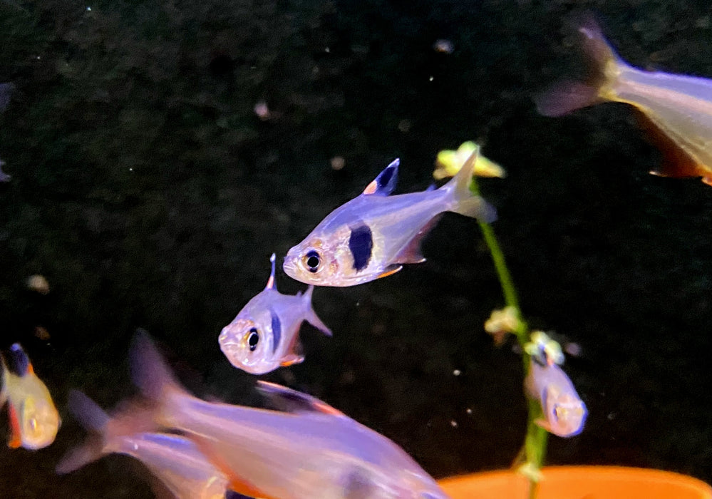 Kaffeebohnensalmler (WF) - Hyphessobrycon takasei