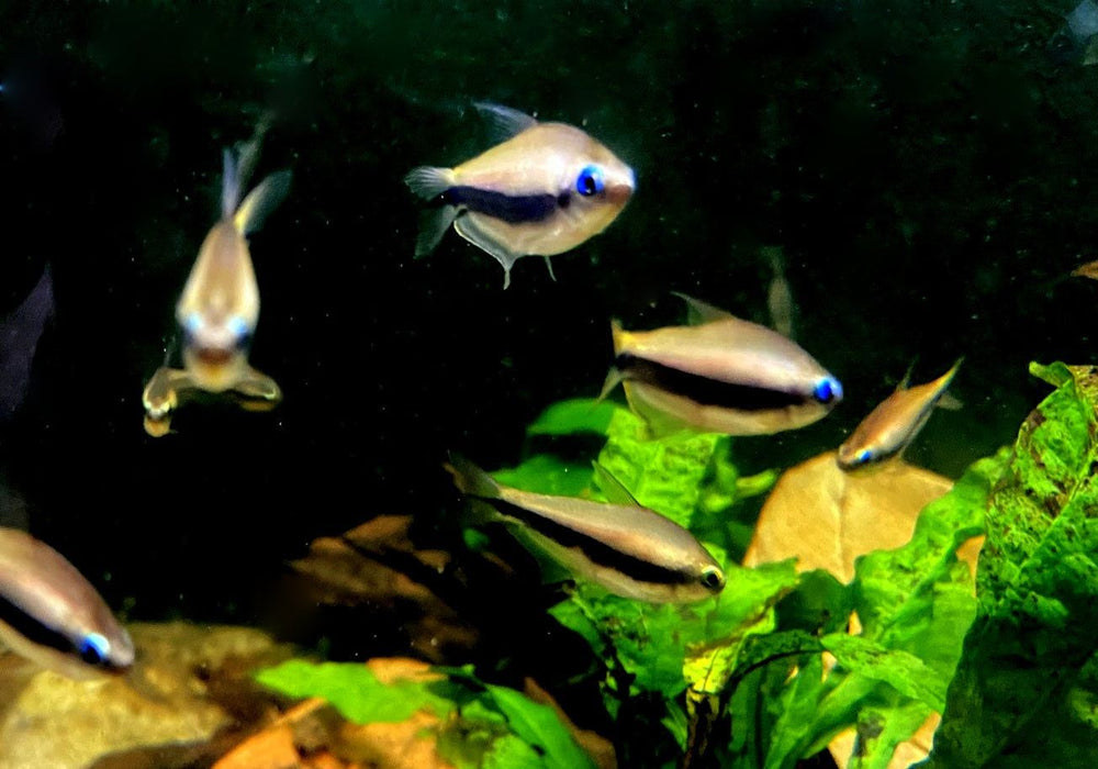 Kaisertetra - Nematobrycon palmeri