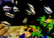 Kaisertetra - Nematobrycon palmeri