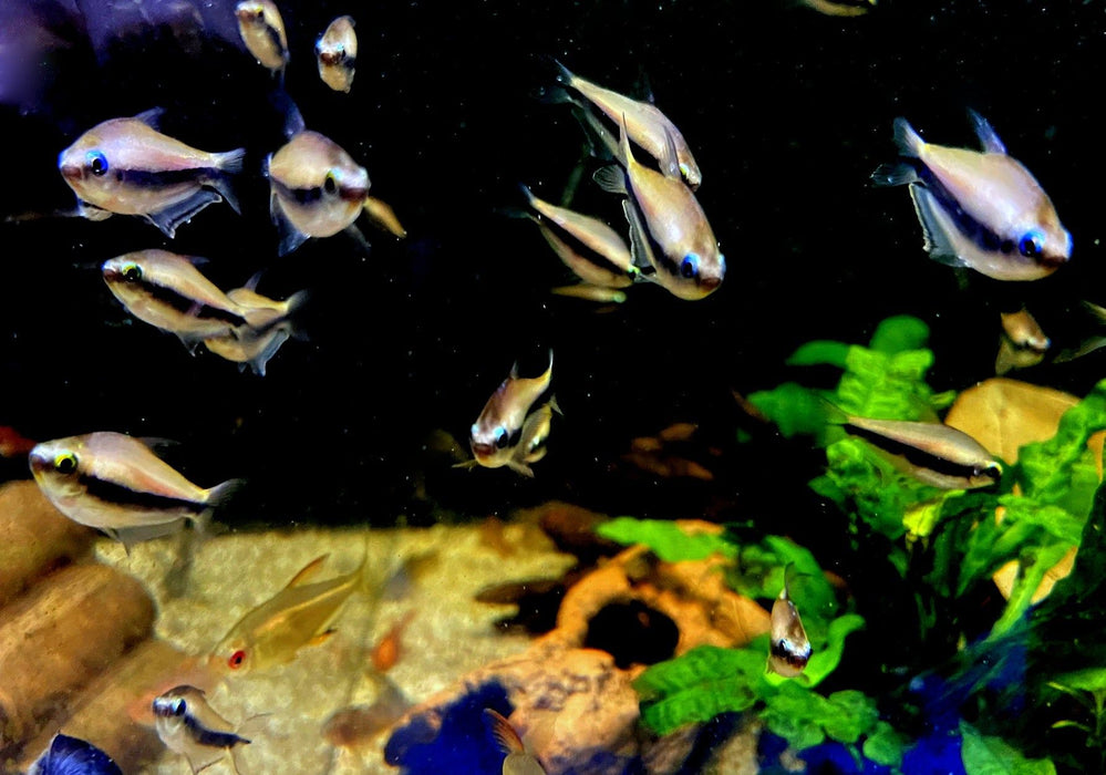 Kaisertetra - Nematobrycon palmeri