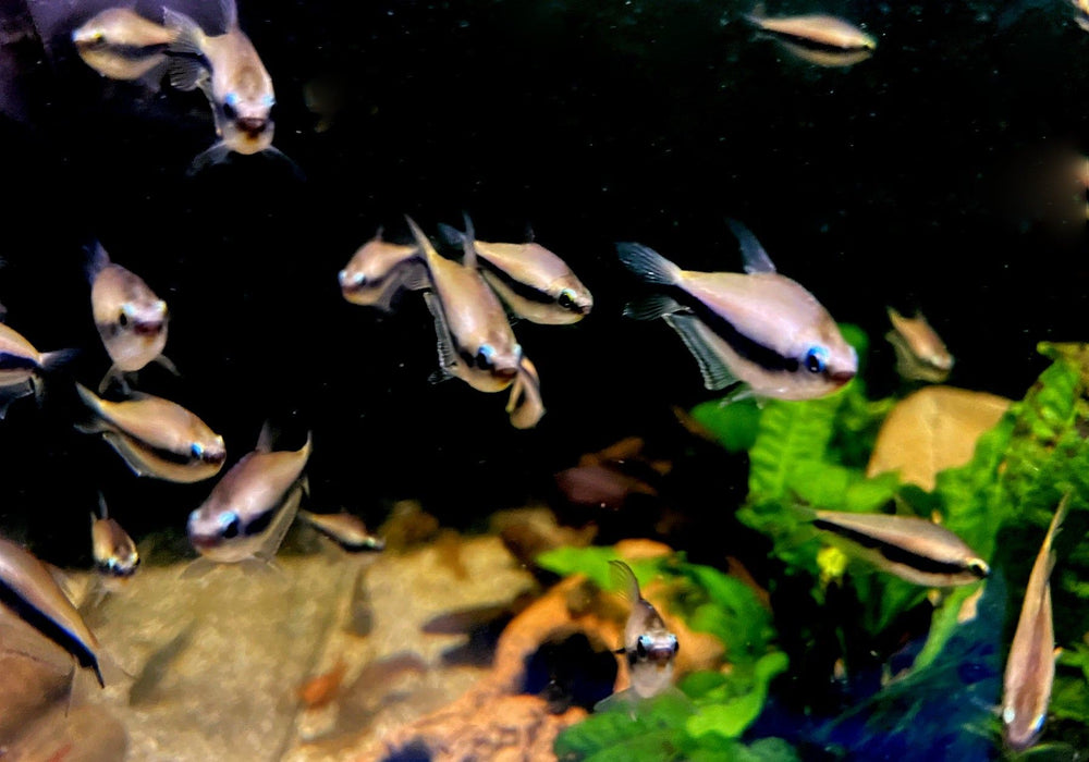 Kaisertetra - Nematobrycon palmeri