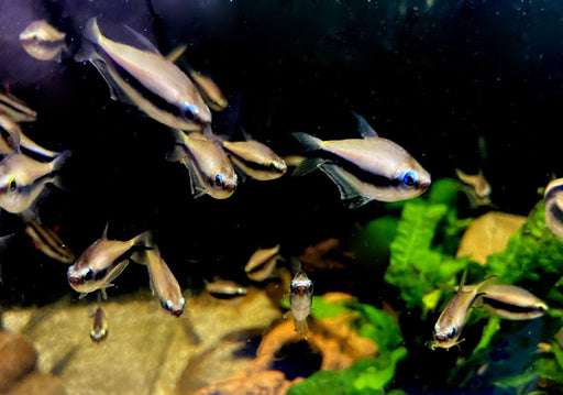 Kaisertetra - Nematobrycon palmeri