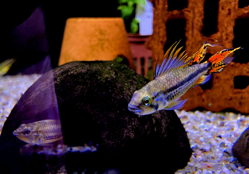 Kakaduzwergbuntbarsch doppel-rot - Apistogramma cacatoides