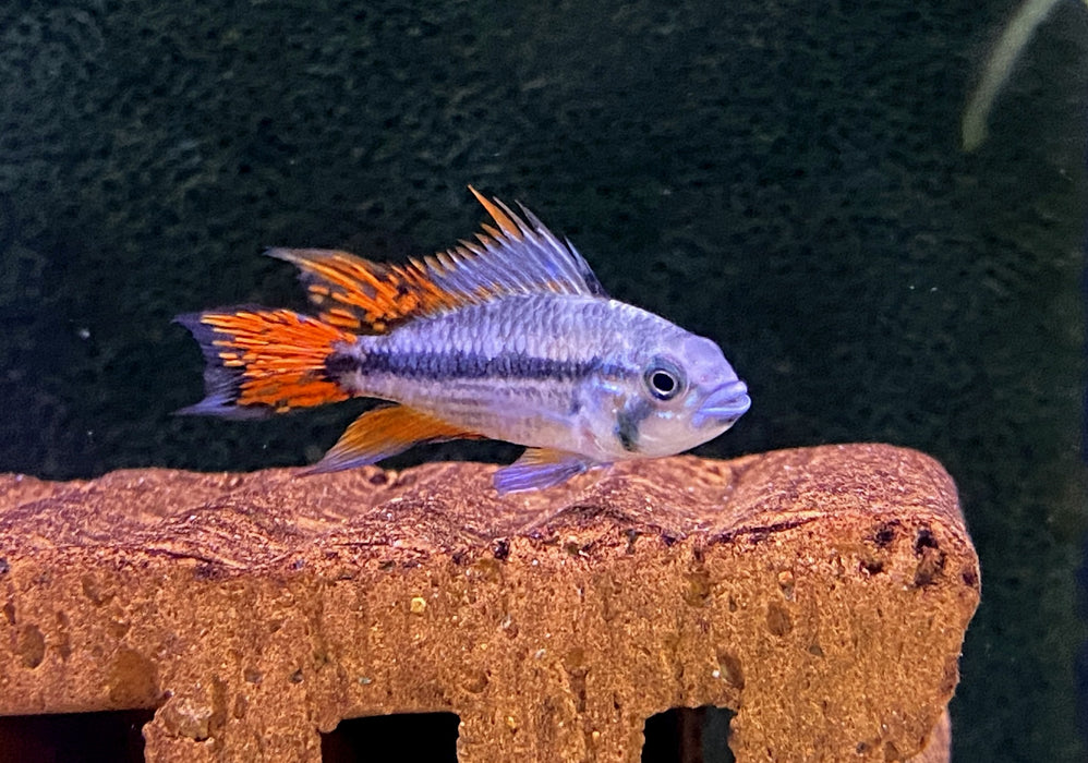 Kakaduzwergbuntbarsch doppel-rot - Apistogramma cacatoides