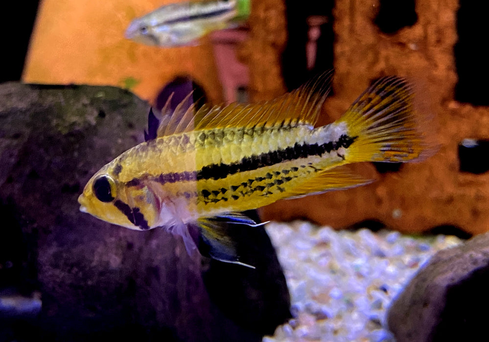 Kakaduzwergbuntbarsch doppel-rot - Apistogramma cacatoides