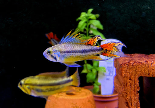 Kakaduzwergbuntbarsch doppel-rot - Apistogramma cacatoides
