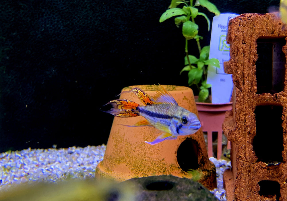 Kakaduzwergbuntbarsch doppel-rot - Apistogramma cacatoides