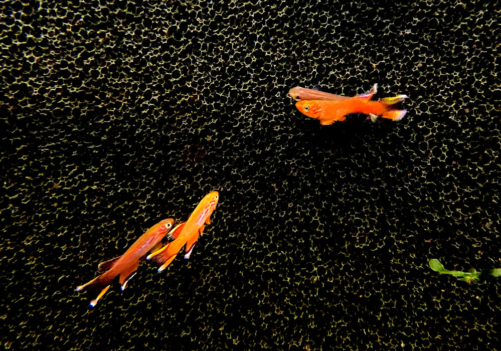 Kap Lopez Prachtkärpfling - Aphyosemion australe