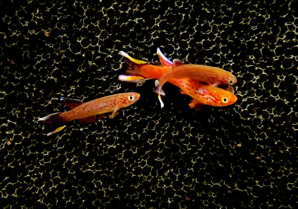 Kap Lopez Prachtkärpfling - Aphyosemion australe