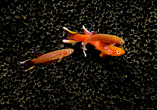 Kap Lopez Prachtkärpfling - Aphyosemion australe