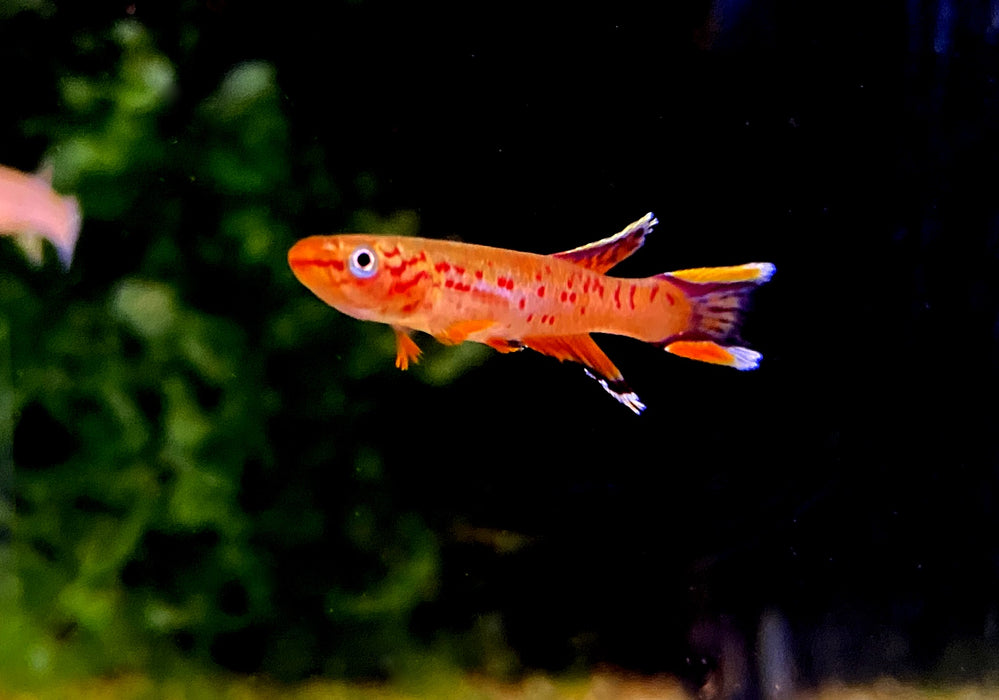 Kap Lopez Prachtkärpfling - Aphyosemion australe