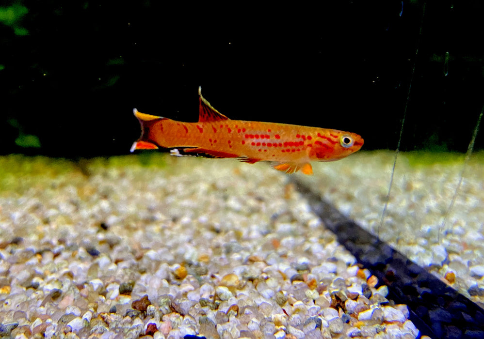 Kap Lopez Prachtkärpfling - Aphyosemion australe