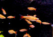 Kardinalbarbe  Kardinalfisch 'Gold' - Tanichthys albonubes Gold