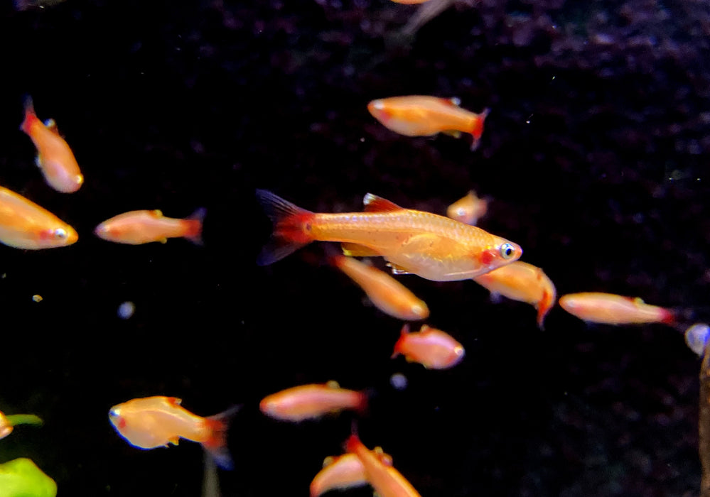 Kardinalbarbe  Kardinalfisch 'Gold' - Tanichthys albonubes Gold