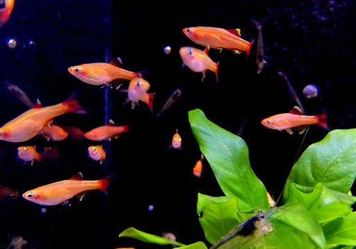 Kardinalbarbe  Kardinalfisch 'Gold' - Tanichthys albonubes Gold