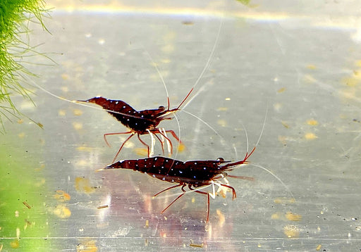 Kardinalsgarnele  Sulawesigarnele - Caridina dennerli