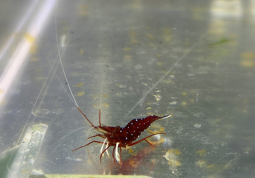 Kardinalsgarnele  Sulawesigarnele - Caridina dennerli