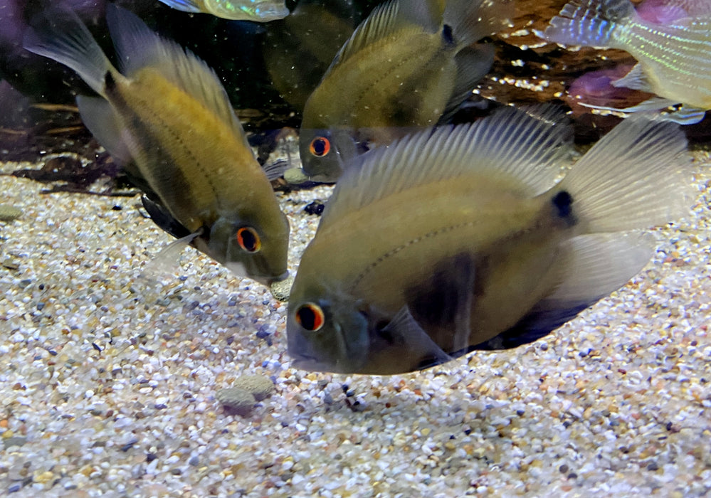 Keilfleckbuntbarsch - Uaru amphiacanthoides