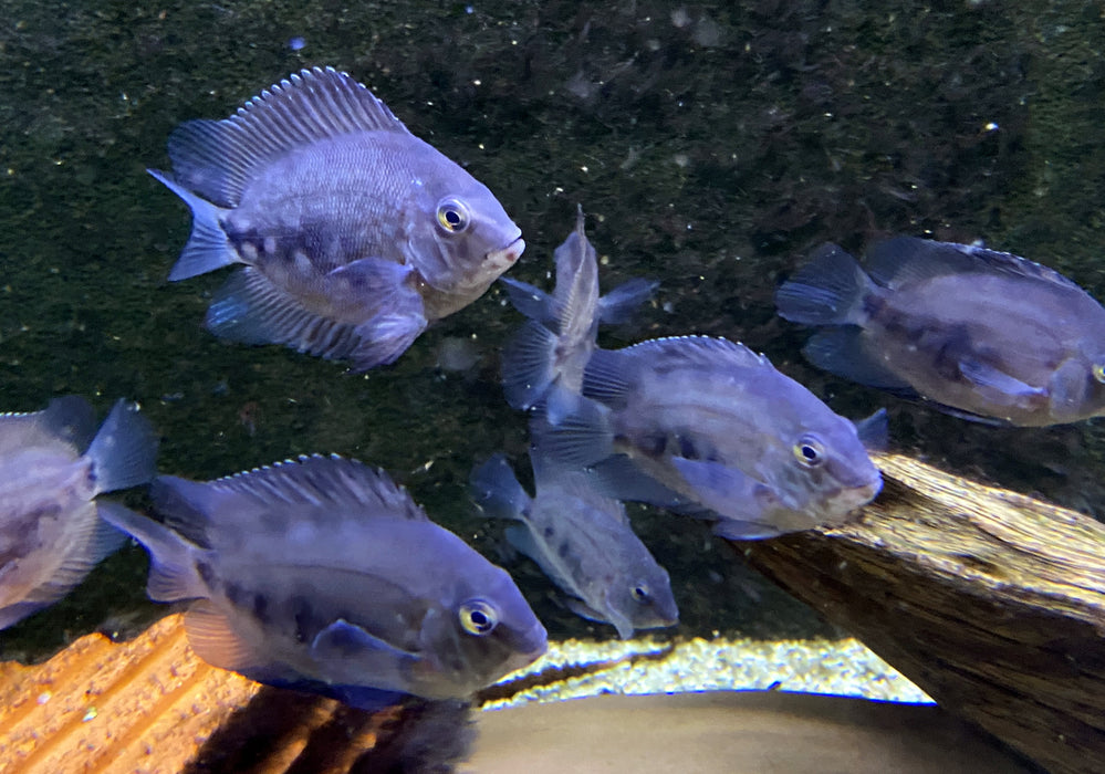 Keilfleckbuntbarsch - Uaru amphiacanthoides
