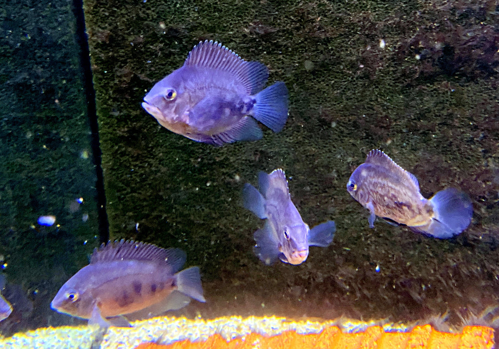 Keilfleckbuntbarsch - Uaru amphiacanthoides