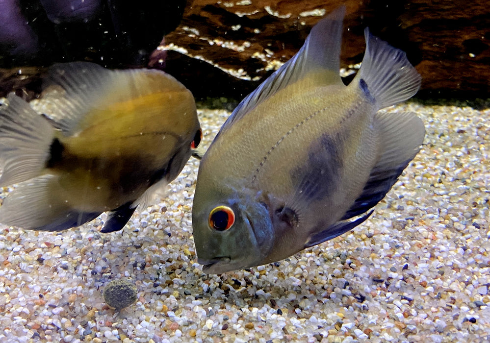 Keilfleckbuntbarsch - Uaru amphiacanthoides