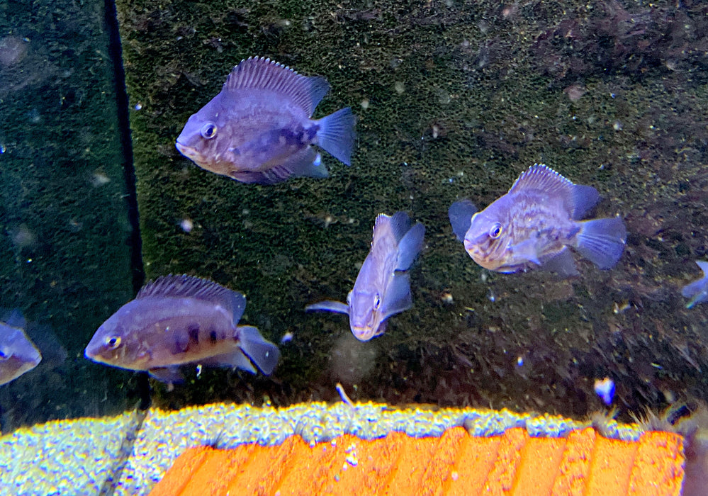 Keilfleckbuntbarsch - Uaru amphiacanthoides